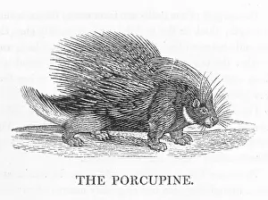 Effective: PORCUPINE (BEWICK)