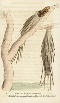 Porcupine: Porcupine caterpillar of the bagworm moth, Psychidae species