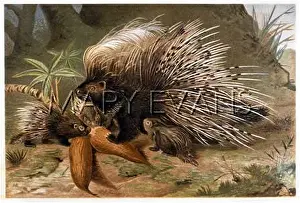 Quills: PORCUPINE CRESTED 19C
