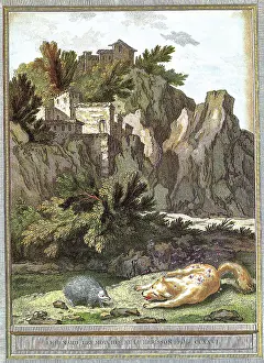 Finding: Porcupine and Dead Wolf