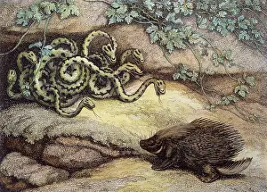 Porcupine: Porcupine and Snakes