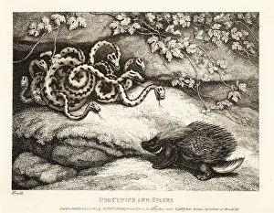 Porcupine: A porcupine's sharp quills drive out a nest of
