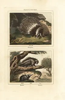 Barrs Buffon: Porcupines and tenrec