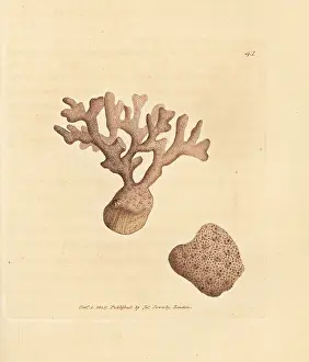 Bryozoa: Porella compressa