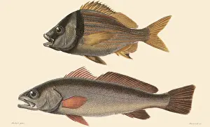 Meagre: A Porkfish and a Meagre