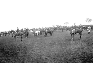 Staghounds: Porlock, Devon and Somerset Staghounds 1907
