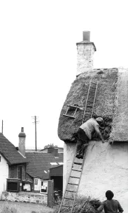 Thatching: Porlock, Thatching c1950