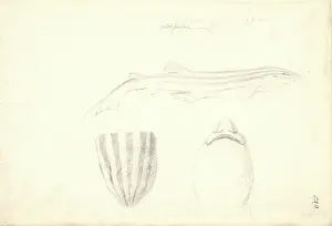 Elasmobranchii: Poroderma africanum