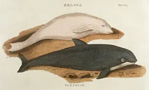 Whales: PORPOISE AND BELUGA