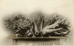 Cabbages: Port Arthur - Varieties of Chinese Vegetables