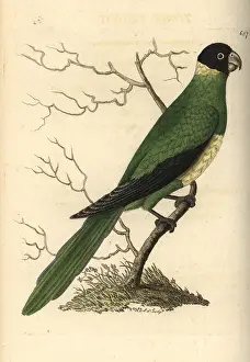 Psittacus: Port Lincoln ringneck, Barnadius zonarius