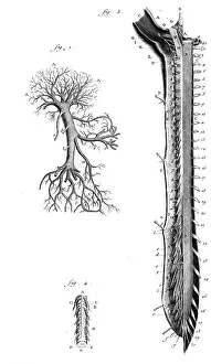 Veins: PORTAL VEIN 18TH C