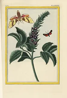 Ceux: Porterweed, Stachytarpheta orubica