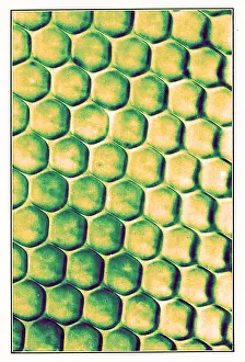 Micrograph: Portion of Beetle's Eye, Early Photomicrograph