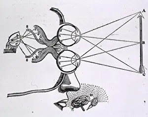Brains: Portion of head with the eyes represented ?