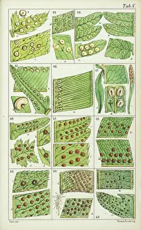 Terrarium: Portions of fern