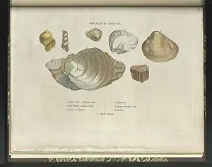 Accumulated: Portland Stone fossils