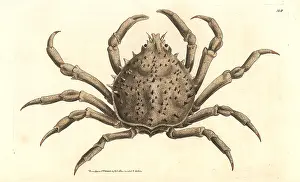 Notched: Portly spider crab or notched libinia, Libinia emarginata