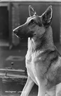 Ears: Portrait of an Alsatian Dog