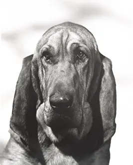 Obedience: Portrait of a bloodhound