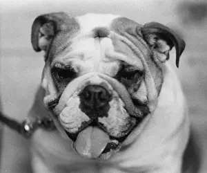 Ugly: Portrait of a bulldog