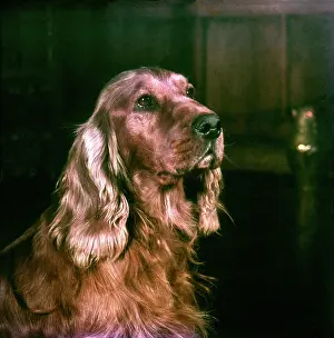 Robin Adler: Portrait of a cute spaniel