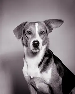 Zany: Portrait of Dog Looking at Camera One Ear Pointing