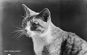 Whiskers: Portrait of a Ginger Cat