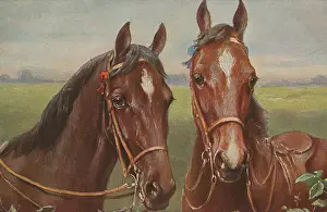 Bridles: Portrait of two horses