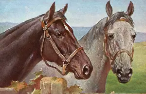 Bridles: Portrait of two horses