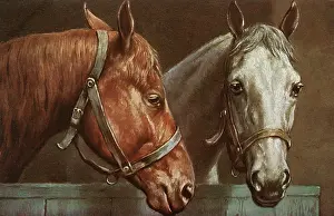 Bridles: Portrait of two horses