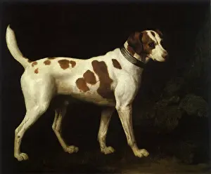 1788: Portrait of a Hound belonging to William Pitt, by Stubbs