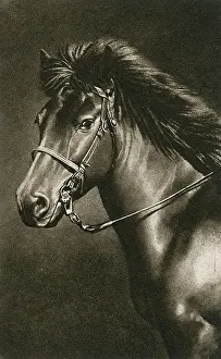 John Massey Stewart: Portrait of an Icelandic horse