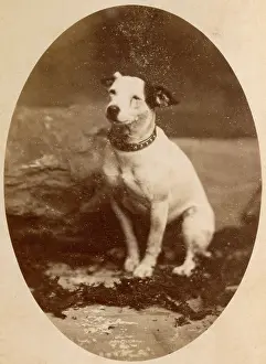 Portrait of a Jack Russell terrier dog