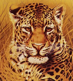 A portrait of a Leopard