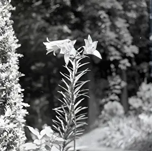 Pointed: Portrait of a lily in flower