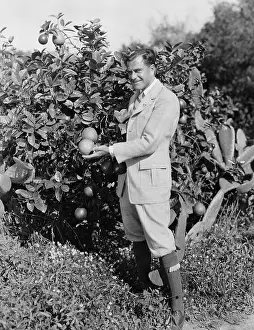 Harvests: Portrait of man picking oranges