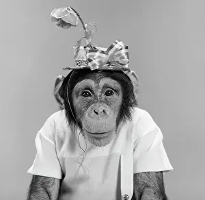 Humanized: Portrait Monkey Chimpanzee Chimp