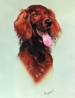 Wagging: Portrait of a Red Setter