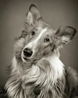 Quizzical: Portrait Rough Coat Collie Dog Looking at Camera