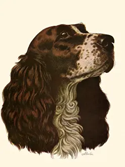 Upwards: Portrait of Spaniel