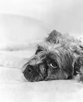 Mutt: Portrait of a tired dog