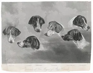 Truant: PORTRAITS OF ROYAL DOGS