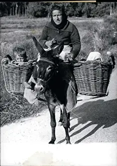 Burro: Portugal - Spain