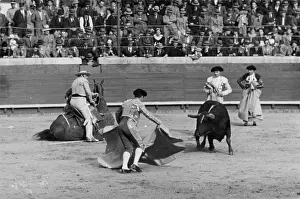 Distract: PORTUGUESE BULLFIGHT