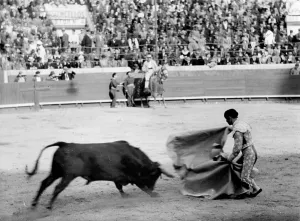 Infuriated: PORTUGUESE BULLFIGHT