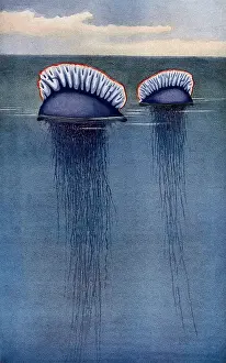 Jellyfish: Portuguese Man o War, Illustration