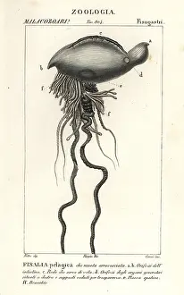 Rana: Portuguese man o war, Physalia physalis
