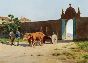 Acquaintance: Portuguese Ox-Cart