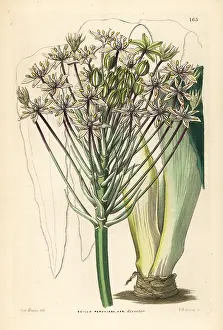 Scilla: Portuguese squill, Scilla peruviana